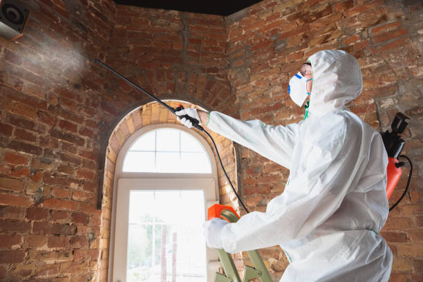 Best Water Damage & Mold Remediation  in USA